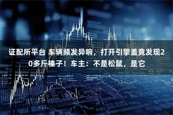 证配所平台 车辆频发异响,打开引擎盖竟发现20多斤榛子!车主:不是松鼠,是它